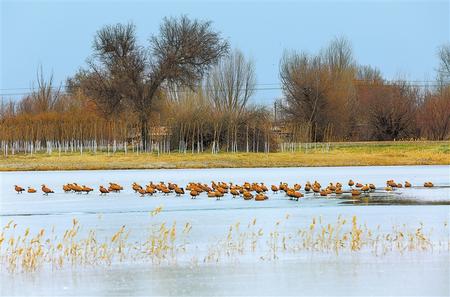 大批候鳥陸續遷至張掖國家濕地公園棲息越冬