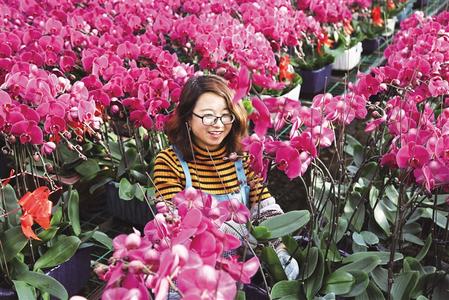 甘肃省定西市临洮县各花卉基地的蝴蝶兰竞相绽放