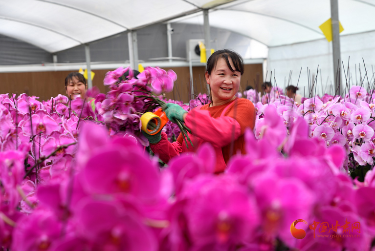 【小康圆梦·看甘肃】渭源：花卉产业绽放“美丽经济”
