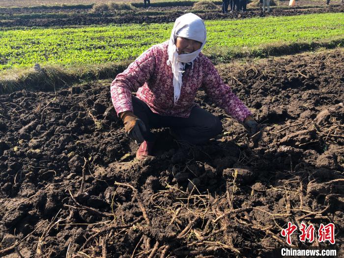 图为甘肃农民在田里劳作。(资料图) 徐雪 摄