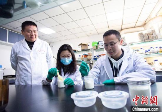 图为兰州大学环境微生物课题组成员调节浆水酸奶味道。 高展 摄 图为兰州大学环境微生物课题组成员调节浆水酸奶味道。 高展 摄