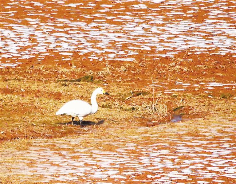 临夏州临夏县莲花乡贾家塬村附近的黄河滩涂上发现了国家二级保护动物黄嘴天鹅觅食