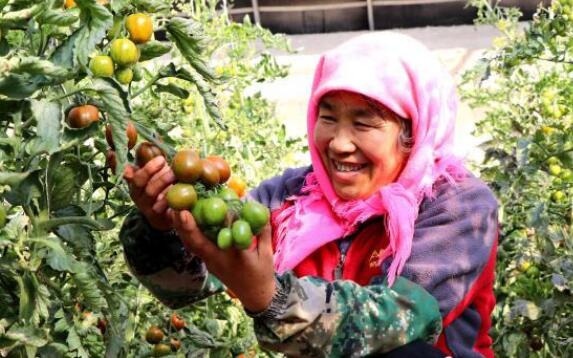 甘肅民勤戈壁溫室“水果西紅柿”解鎖鄉村惠農“密碼”
