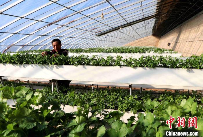 近日，甘肃民勤县红旗谷现代农业产业园，A字架上香菜长势喜人。　马爱彬 摄