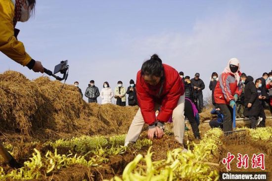 图为村民收割种植的“金凰后”韭黄。 九美旦增 摄 图为村民收割种植的“金凰后”韭黄。 九美旦增 摄