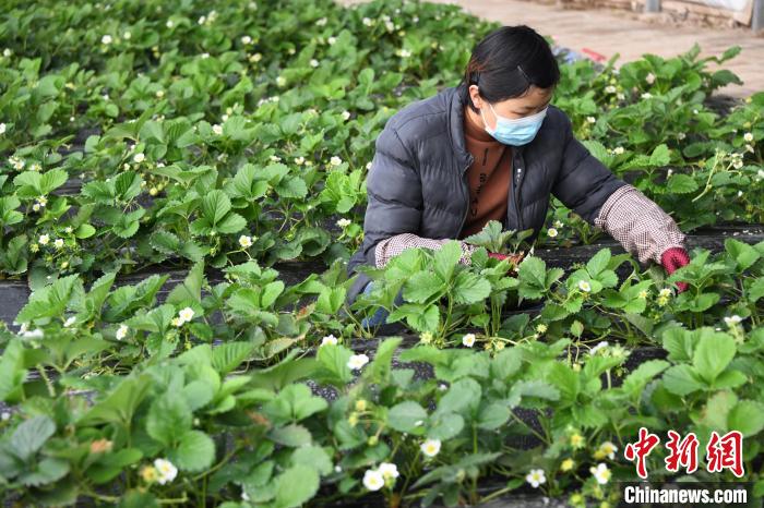 图为兰州新区秦川园区现代农业产业园草莓种植大棚。　丁凯 摄