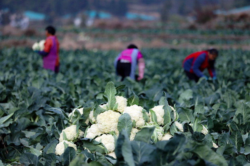 12月17日，村民在贵州省三都水族自治县周覃镇新园村蔬菜种植基地采摘花菜。