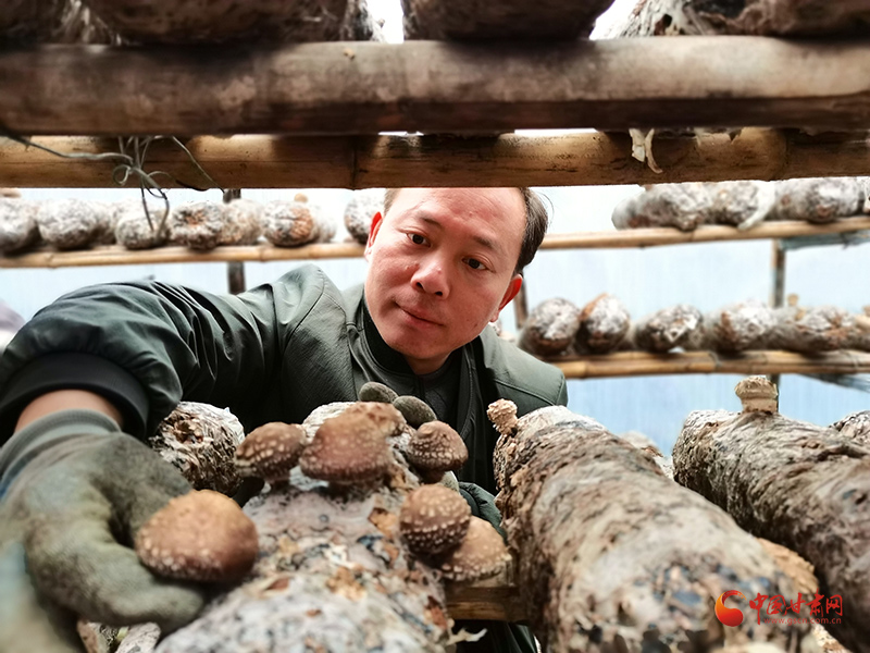 【小康圆梦·看甘肃】康县：香菇飘香促农增收