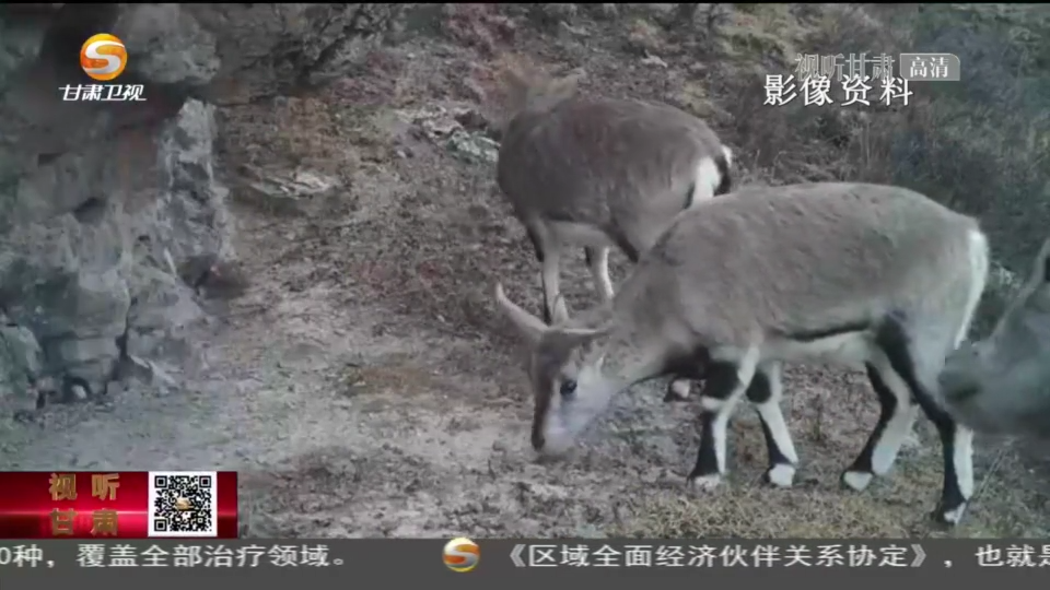 复制图片