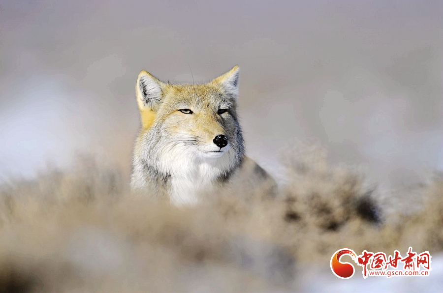 野生藏狐“作客”肃北保护区 展露招牌式“迷之微笑” 