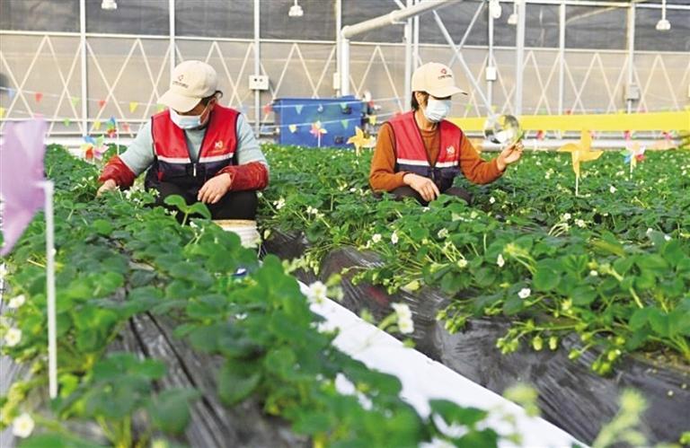 天水秦州草莓小镇展现现代农业魅力