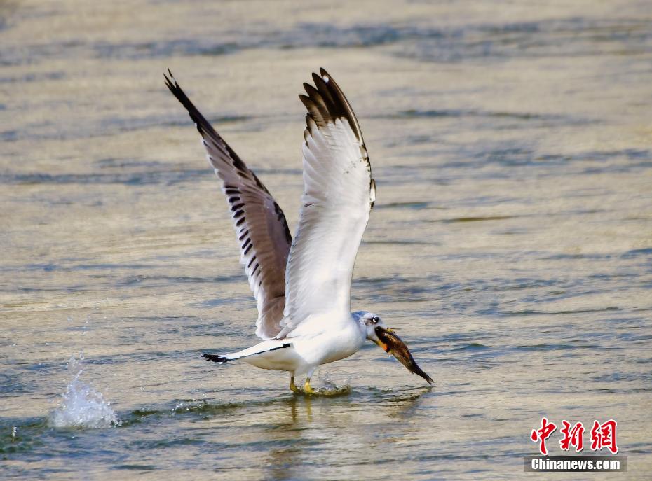 黄河水清凌凌 群鸟栖息黄河岸边觅食嬉戏