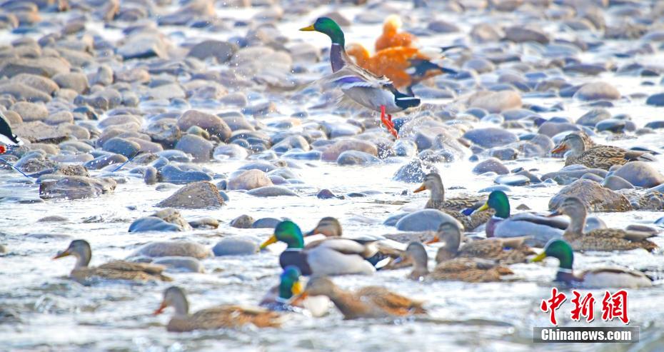 黄河水清凌凌 群鸟栖息黄河岸边觅食嬉戏