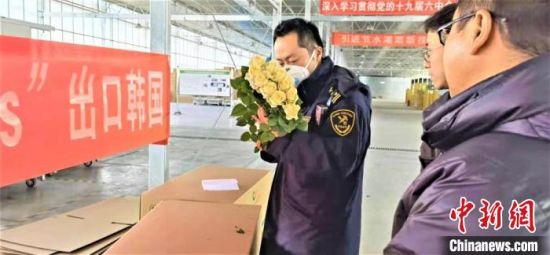 图为1月上旬，产自兰州新区的鲜切玫瑰出口韩国。近年来，兰州新区的花卉频拓海外市场。　赵卿 摄