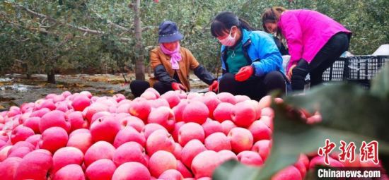 图为静宁苹果。(资料图) 魏建军 摄