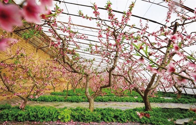 天水市秦安县兴国镇依仁村的温室大棚桃花开