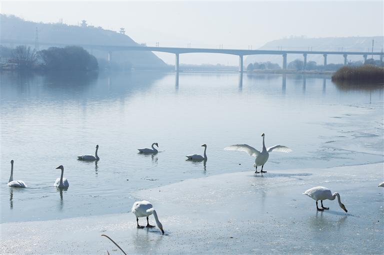 詩意大河 天鵝起舞 蘭州黃河沿岸成候鳥“天堂”