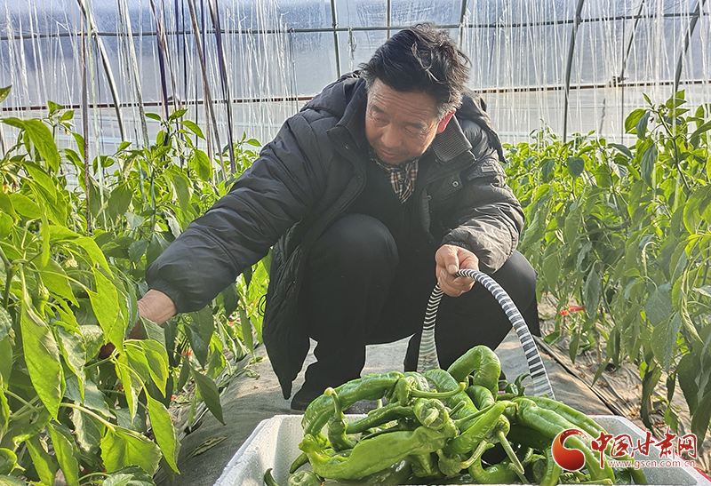 【新春走基层】甘肃静宁：设施蔬菜“种”出好日子