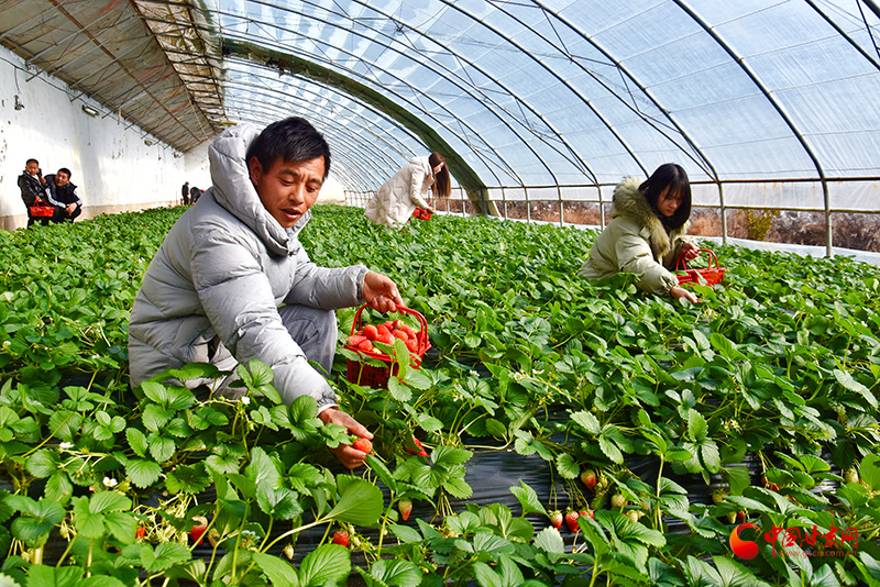 【新春走基层】宕昌何家堡乡: 奶油草莓甜 致富路子宽