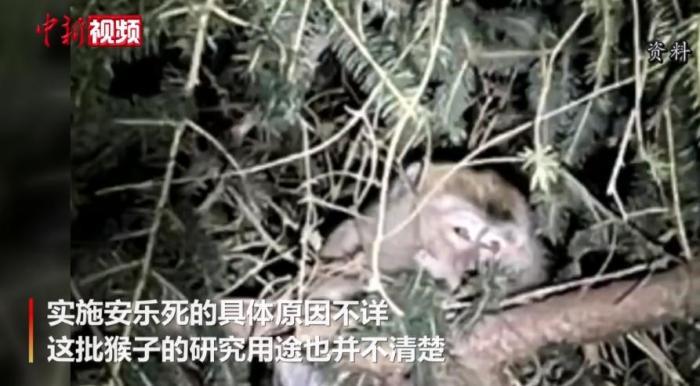 近日,美国疾控中心的几只猴子运输途中逃跑。(图片来源:中新视频截图) 点击进入下一页