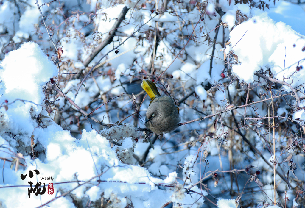 5日至6日兰州市或有降雪降温天气