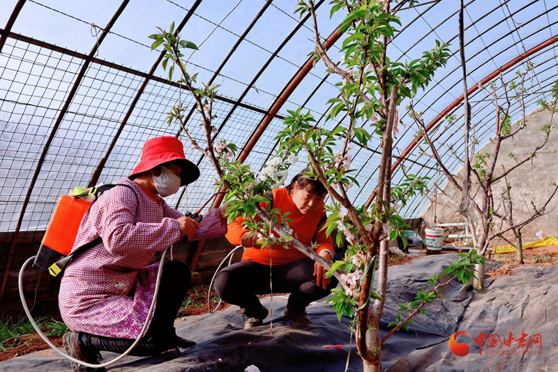 【新春走基层】临泽：大棚里忙出幸福年