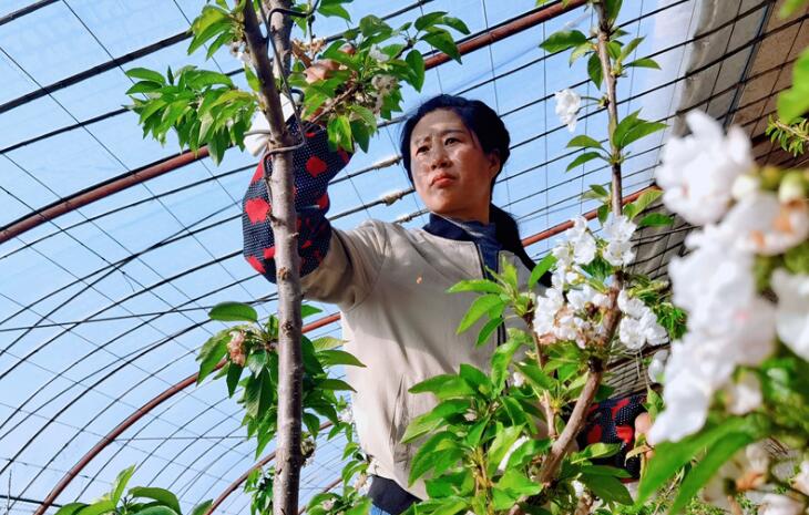 【新春走基层】临泽：大棚里忙出幸福年