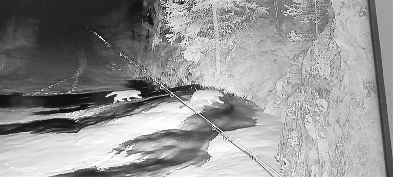 祁连山国家公园两只雪豹“演练”冰雪技巧
