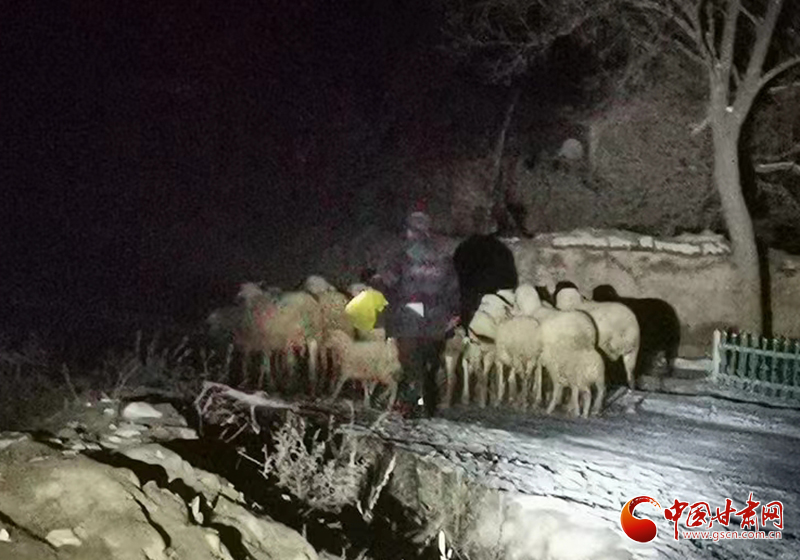 【新春走基层】甘肃灵台：羊群走丢急坏群众 民警连夜冒雪找回