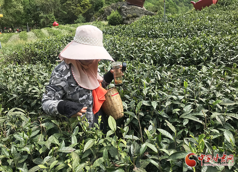陇南：特色农业气象服务助推茶产业提质增效