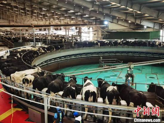 图为，张掖市一家涉农企业饲养的奶牛。　艾庆龙 摄