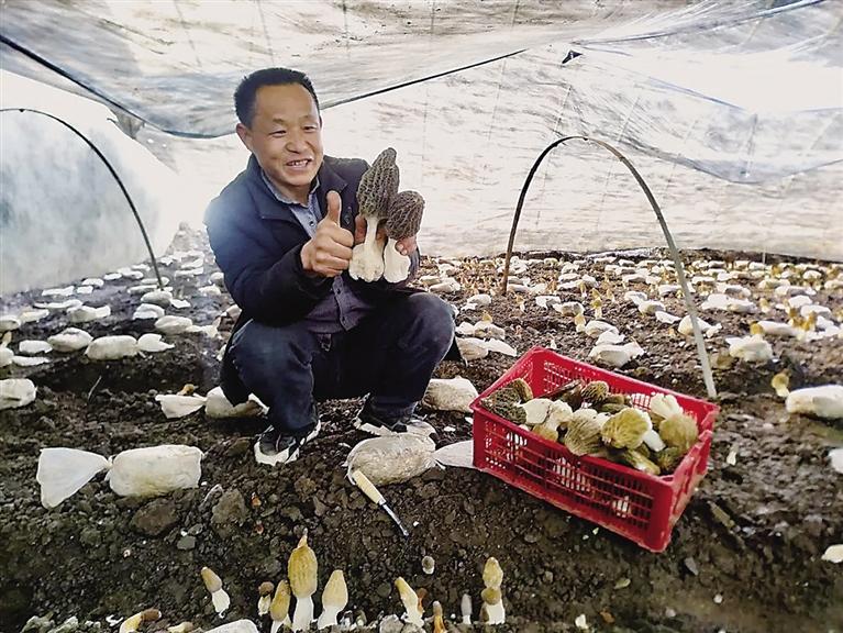 临夏州临夏县尹集镇易地搬迁后续产业园羊肚菌种植基地