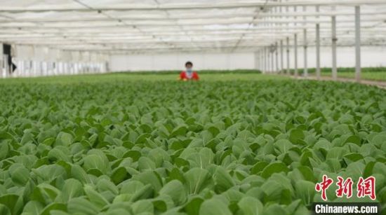 图为兰州新区现代农业示范园双膜大棚内生长的水培叶菜。 (资料图) 魏建军 摄