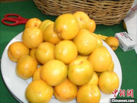 图为成熟的李广杏。(资料图) 敦煌市委宣传部供图 图为成熟的李广杏。(资料图) 敦煌市委宣传部供图