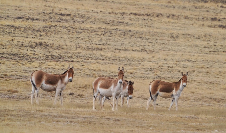 甘肃肃南现200多头西藏野驴种群