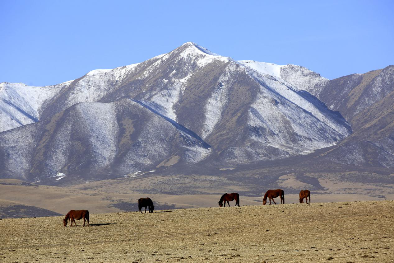 图为雪山下正在吃草的骏马。陈礼 摄