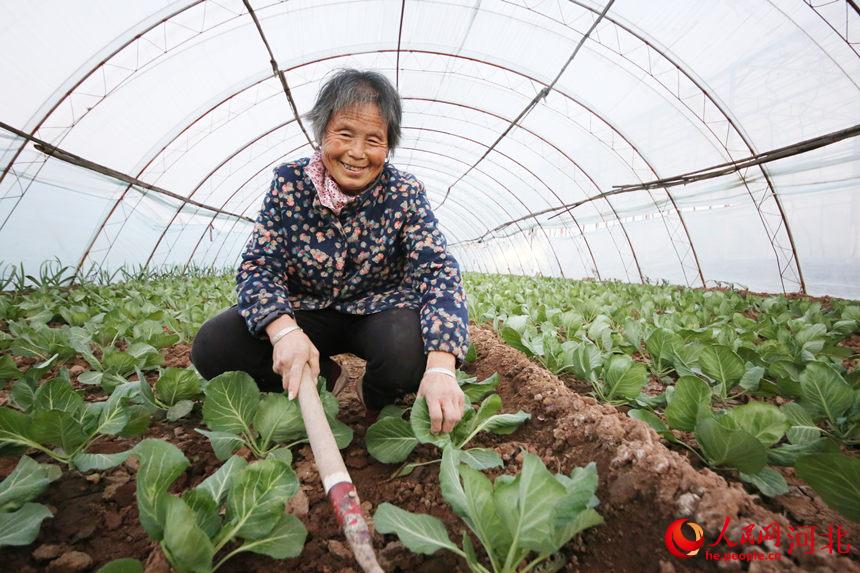 河北省邯郸市魏县前西营村村民正在温室蔬菜大棚耕作，管理蓬勃生长的甘蓝。蒿群英摄