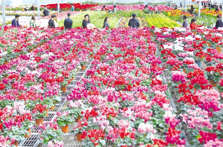 临夏州临夏县通过调整农业产业结构打造花卉数字产业园