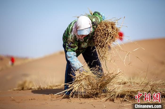 志愿者忙着挖沟、划线、背草、埋草、固沙。　许吉年 摄