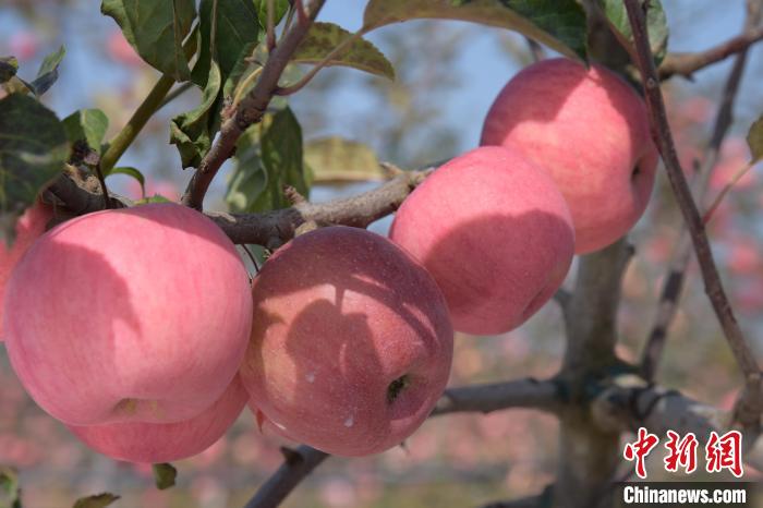 甘肅鎮原建蘋果“科技園”：“田間市場”促“有價有市”