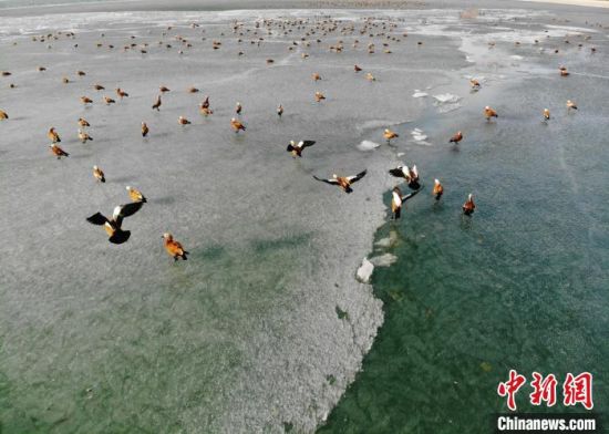 2020年3月中旬,地处甘肃省武威市民勤县的亚洲最大沙漠水库红崖山水库冰雪消融,水鸟飞翔。(资料图) 杨艳敏 摄 2020年3月中旬,地处甘肃省武威市民勤县的亚洲最大沙漠水库红崖山水库冰雪消融,水鸟飞翔。(资料图) 杨艳敏 摄