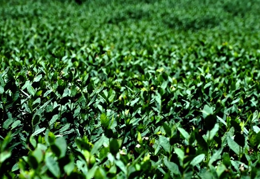 【视频】甘肃陇南：茶芽萌动 绿意盎然