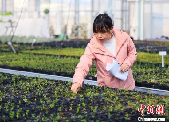 2021年2月26日，姜成英在位于兰州的实验大棚内查看树苗生长情况。(资料图) 高展 摄