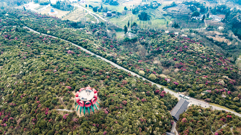 这是贵州省毕节市百里杜鹃景区一角(2019年3月27日摄,无人机照片)。