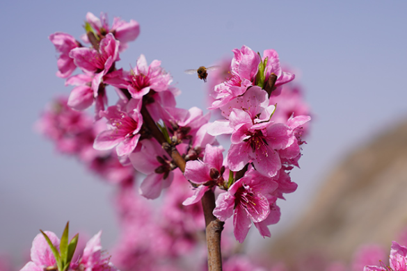 陇南武都：桃花灼灼报春来 踏青赏花正当时