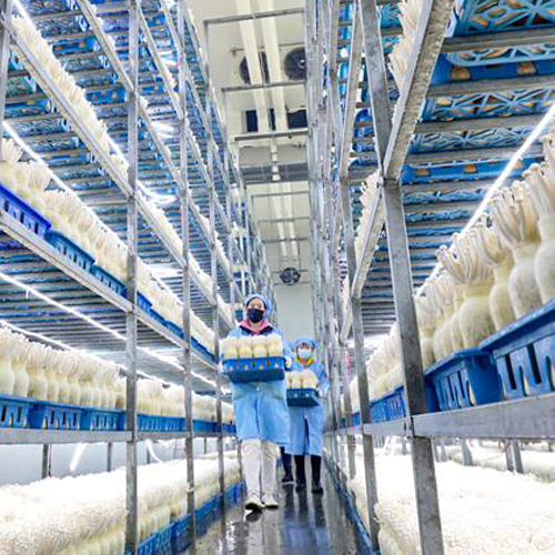 【隴拍客】張掖市甘州區：小蘑菇做成億元大產業