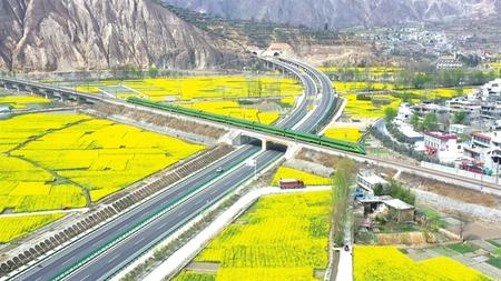 “綠巨人”動車組列車在武都區角弓鎮、坪埡藏族鄉的油菜花田間駛過