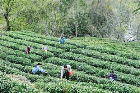 陇南康县阳坝镇花岩沟村茶农在采摘春茶