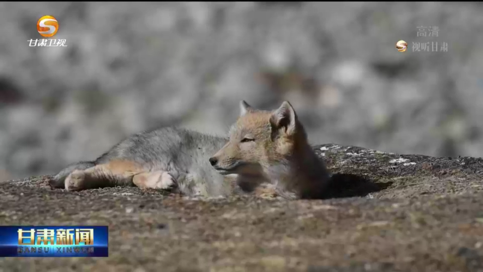 【短視頻】肅南縣隆暢河地區發現5只藏狐幼崽