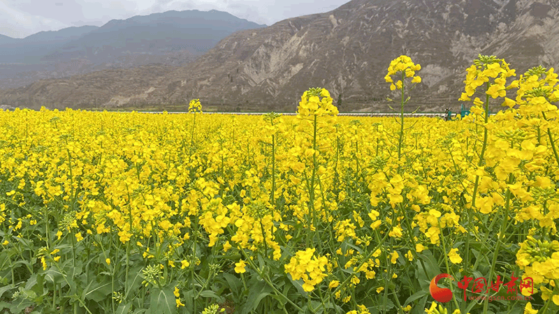 陇南武都：万亩油菜花竞相开放